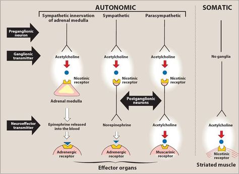 cholinergic receptors - Google Search Pharmacodynamics Notes, Cholinergic Receptors, Study Pharmacology, Membrane Potential, Anesthesia School, Nursing Apps, Emt Study, Np School, Physical Therapy School