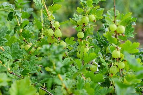 Why does my gooseberry bush not fruit? The reason is simple. All are revealed by us in the article below. Please read it all. How To Grow Gooseberries, Gooseberry Bush, Eden Project, Plant Diseases, Garden Bulbs, Fruit Flies, Garden Pests, Edible Garden, Mulch