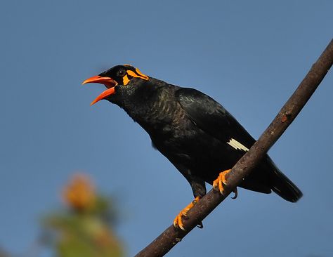 Burung Beo, Wood Spa, Spa Resort, Beautiful Rose Flowers, Rose Flowers, Beautiful Rose, Beautiful Roses, Beautiful Birds, Bald Eagle