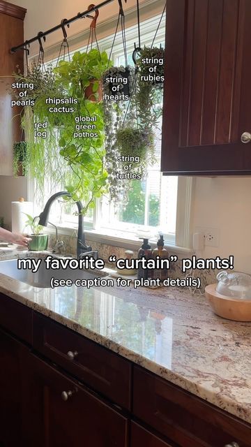 Lorri Zander on Instagram: "Who wants curtains if you can have plants! Here’s the plant line-up for my south facing kitchen window. It gets a lot of sun! 

🪴String of pearls
🪴Red log
🪴Rhipsalis cactus
🪴Global green pothos
🪴String of hearts
🪴String of turtles
🪴String of rubies

These each have varying water requirements, but all do well with a lot of sun. I do live in Chicago tho, so it is northern sun. This may not work in your desert states! 

Let me know if you try this! I will link supplies in stories. :)

#houseplants #houseplantclub #houseplantsofinstagram #houseplantlove #houseplantcommunity #houseplantclub #houseplantsmakemehappy #houseplantdiary #houseplantaddict #houseplantlover #houseplanthome #houseplantdesign #plantcare #plantfilledhome #plantdecorideas #plantlover #plan South Facing Kitchen, String Of Pearls, Kitchen Window, Plant Design, The Plant, Plant Lover, Plant Decor, Green Thumb, Plant Care