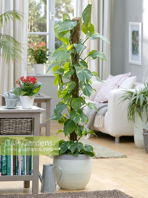 Epipremnum 'Aureum' and Kalanchoe Indoor Plant Trellis, Indoor Tropical Plants, Vertical Garden Plants, Indoor Plants Styling, Epipremnum Aureum, Indoor Plant Wall, Hanging Plant Wall, Living Room Plants, Christmas Wall Hangings