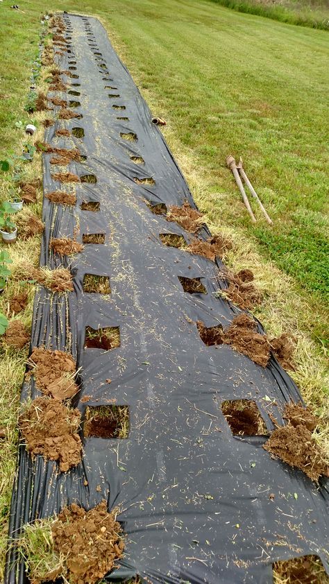 Planting the new strawberry patch Berry Garden, Strawberry Garden, Homestead Gardens, Plants Growing, Strawberry Patch, Growing Strawberries, Garden Veggies, Strawberry Plants, Veg Garden