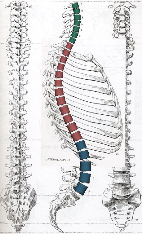 Spine Drawing Sketches, Spine Drawing, Learn To Draw People, Human Skeleton Anatomy, Anatomy Bones, Skeleton Anatomy, Human Spine, Male Figure Drawing, Skeleton Drawings