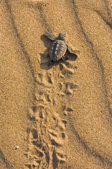 Sea Turtle Drawing, 2023 Moodboard, Sea Turtle Pictures, Bell Pictures, Loggerhead Turtle, Turtle Images, Baby Sea Turtles, Small Turtles, Cape Verde