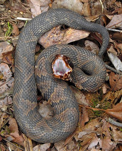 Western Cottonmouth Water Moccasin is a thick-bodied VENOMOUS snake. When frightened, the cottonmouth will pop its mouth open. The skin inside its mouth is bright white-and the reason it is called "Cottonmouth."  Western cottonmouths prefer lowland swamps, lakes, rivers, sloughs, irrigation ditches, rice fields and salt marshes, but are not confined to living in moist habitats. Cotton Mouth Snake, Cottonmouth Snake, Types Of Snakes, Water Snakes, Texas Wildlife, Pit Vipers, Billy Jack, Milk Snake, Venomous Snake