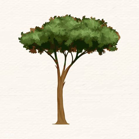 Hand drawn umbrella pine vector | free image by rawpixel.com / Niwat Umbrella Pine Tree, Pine Illustration, Pine Tree Drawing, Umbrella Drawing, Trees Vector, Web Design Resources, Tree Tree, Image Ideas, Drawing For Beginners