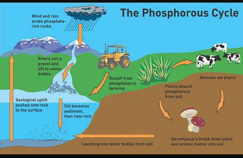 Phosphorus Cycle, Environmental Research, Rock River, Agriculture Education, Garden Help, Diagram Design, Symbiotic Relationships, Water Bodies, Wind And Rain