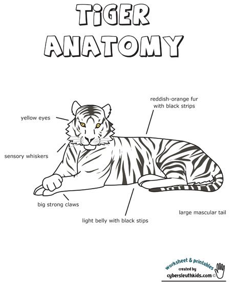 Tiger Worksheet, Tiger Anatomy, Box Activities, Water Tiger, Big Cats Drawing, Animal Report, The Worksheet, Learning Materials, In The Zoo