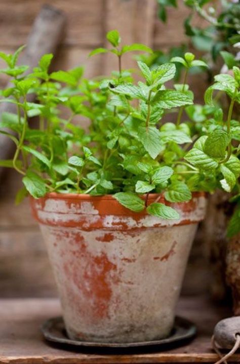 Balcony Herb Gardens, Outdoor Herb Garden, Small Patio Garden, Container Gardening Flowers, Garden Design Plans, Herb Pots, Organic Gardening Tips, Love Garden, Deck Garden