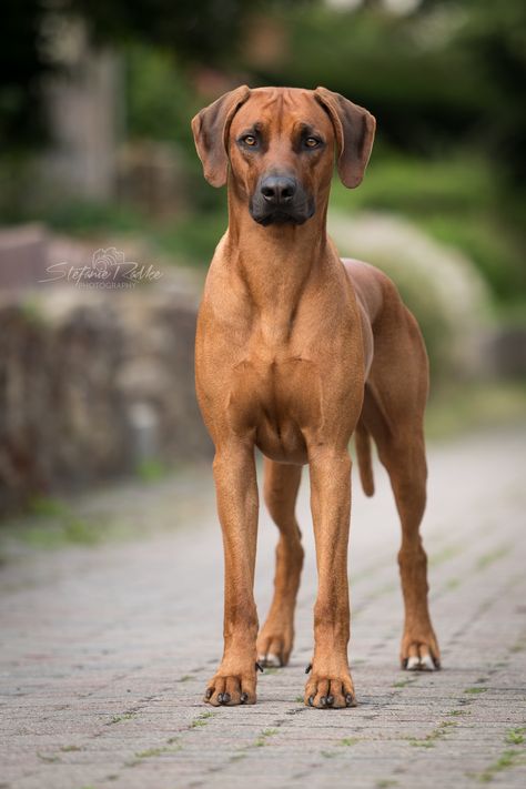 11. Lebensjahr: 04. Woche | BamBam, Hellboy & Highlander Rhodesian Ridgeback Dog, Lion Dog, Rhodesian Ridgeback, Sweet Dogs, Hunting Dogs, Dog Photography, Beautiful Dogs, Big Dogs, Yorkshire Terrier