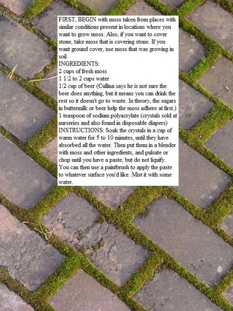 Moss Between Stepping Stones, Between Pavers Plants, Brick And Moss Walkway, Ground Cover Moss, Growing Moss Between Pavers, Clover Between Pavers, Planting Between Pavers, How To Grow Moss Between Pavers, Moss Driveway