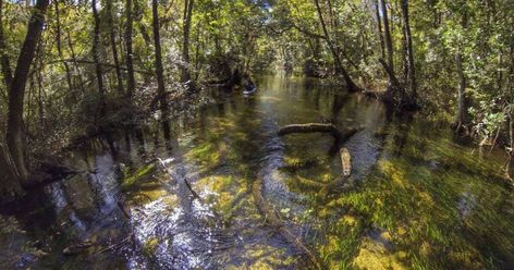 Paddling the Withlacoochee River Gum Slough Withlacoochee River, Cardinal Flower, Visit Florida, Sea Kayaking, Cypress Trees, Weekend Trip, Sunshine State, Inverness, Trip Ideas