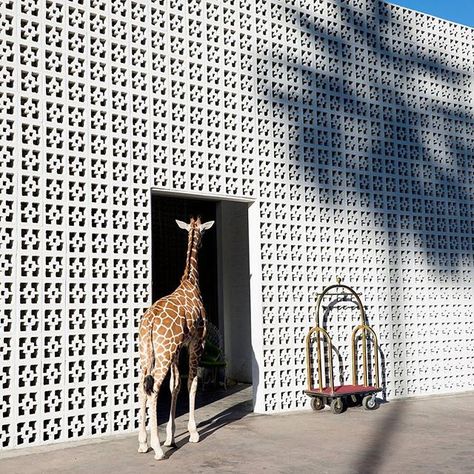 A giraffe welcomes you to the Parker Palm Springs hotel... from the wild #GrayMalinattheParker series by @GrayMalin @parkerpalmsprings #yatzer_inspiration Gray Malin Photography, Palm Springs Hotel, Parker Palm Springs, Gray Malin, Best Indoor Plants, Fine Art Photography Print, Palm Springs, Fine Art Photography, Photography Print