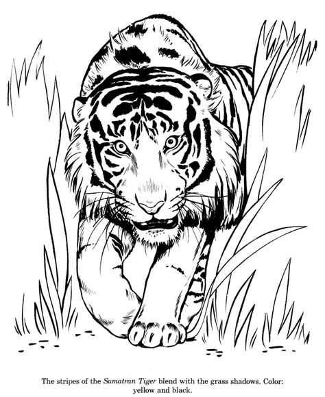 Sumatran Tiger drawing and coloring page Zoo Coloring Pages, Lion Coloring Pages, Tiger Drawing, Bible Coloring Pages, Pet Tiger, Cat Coloring Page, Online Coloring Pages, Bible Coloring, Animal Sketches