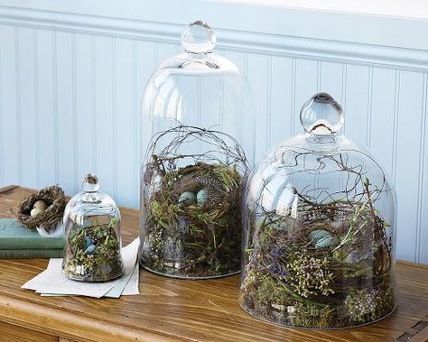 I'm thinking about these for the card table. Glass Cloches, Non Floral Centerpieces, Cloche Decor, Science Equipment, Glass Dome Display, Vintage Science, Wedding Floral Centerpieces, Birds Nest, Glass Cloche