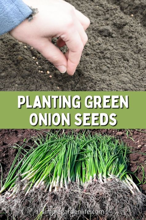 Plant Green Onions, Planting Green Onions, Growing Green Onions, Grow Green Onions, Onions From Seed, Regrow Green Onions, Onion Garden, Growing Onions From Seed, Green Onions Growing