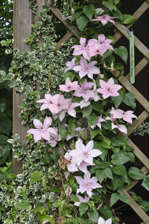 Clematis ‘Pink Fantasy’