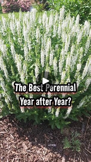 Meadow Sage, Snow Hill, Best Perennials, Perennial Garden, Spring Blooms, Beautiful Blooms, Spring Flowers, Perennials, The Garden