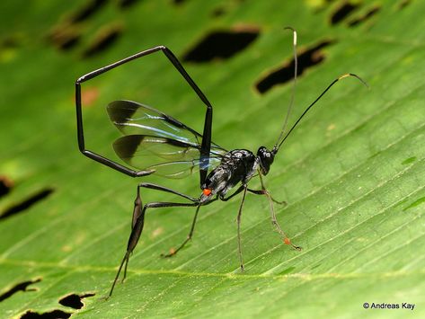 Parasitic Wasp, Cricket Insect, Wasp Insect, Arachnids Spiders, Entomology Art, Crane Fly, Insect Collection, Bees And Wasps, Cool Bugs