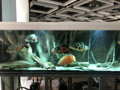 Aquascape idea for Oscar fish Oscar Tank Ideas, Oscar Fish Tank Ideas, Oscar Fish Tank, Oscar Fish, Monster Fish, Amazing Aquariums, Tropical Freshwater Fish, Monster Fishing, Aquarium Decorations