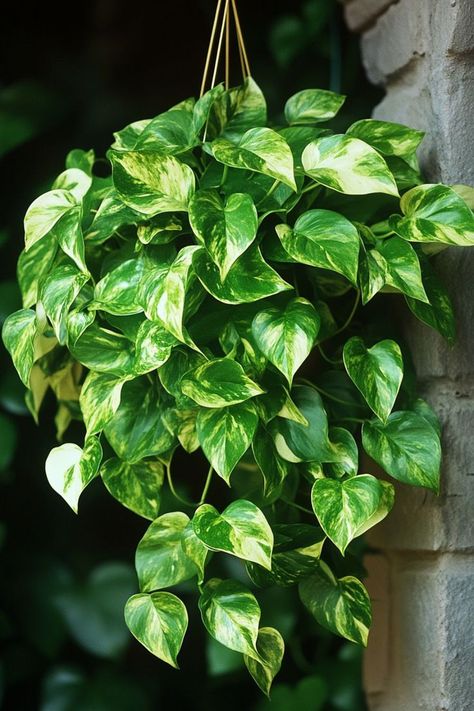 Pothos (Epipremnum aureum) is a versatile and vibrant choice for any indoor space! 🌿🏡 Known for its trailing vines and heart-shaped leaves, this plant is a delightful blend of beauty and ease of care. Quick to grow and bursting with air-purifying benefits, Pothos is perfect for adding a lush, green touch to your home. Embrace the charm and simplicity of this classic houseplant today! 🌱✨ #Pothos #EpipremnumAureum #IndoorPlants #EasyCare #AirPurifying #GreenHome #PlantLover Plants Widget, Trailing Plants Indoor, Global Green Pothos, Pathos Plant, Ivy Plant Indoor, Snake Terrarium, Plant Vegetables, Epipremnum Aureum, Rainy Day Aesthetic