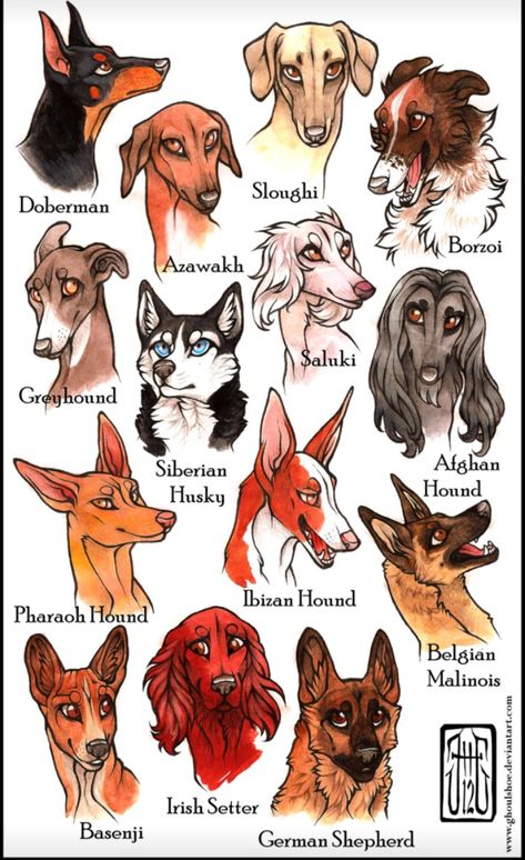 Dog Design Art, Dog Breed Art, Canine Drawing, Rare Dog Breeds, Shepherd Dog Breeds, Rare Dogs, Canine Art, Types Of Dogs, Anime Animals