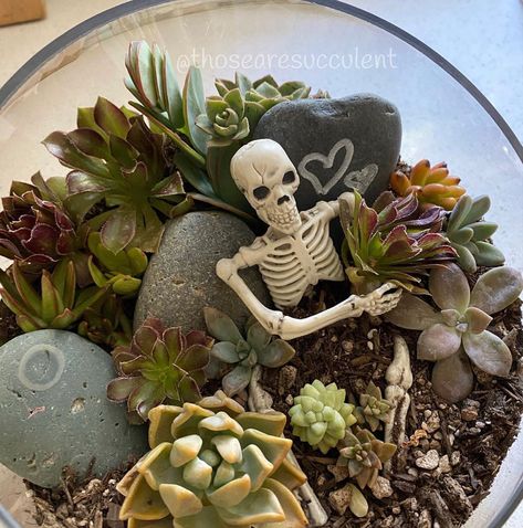 Cemeterrarium Diy, Halloween Succulent Arrangements, Coffin Terrarium Ideas, Spooky Terrarium Ideas, Halloween Succulent Ideas, Spooky Terrarium Diy, Terrarium Halloween, Goth Plant Aesthetic, Spooky Succulents