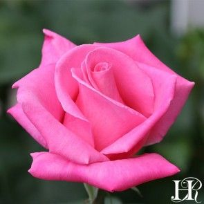 Perfume Delight Tea Rose Perfume, Colors Of Roses, Flower Reference, Rose Reference, Pink Fragrance, Fragrant Garden, Heirloom Roses, Types Of Roses, Damask Rose