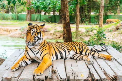 Social Media Marketing Facebook, Marketing Facebook, Bengal Tiger, Photo On Wood, Birds In Flight, Photo Stock, Premium Photo, Mammals, Media Marketing