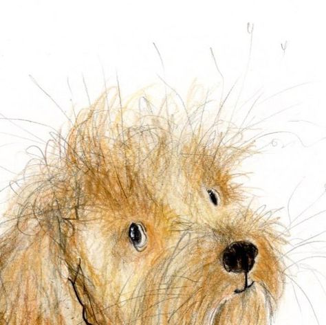 Catherine Rayner on Instagram: "This is Edward. He is tonight’s #catherineraynerdailydrawing . 🤍 The original drawing is available to adopt from my website. CR x  #cockapoo #cockapoos #cockapoo_corner #cockapoosofinstagram #cockapoolife #cockapoolove #cockapoopuppy #dog #dogstagram #dogs #doglover #dogart #doglife #dogdaily" Cockapoo Sketch, Cockapoo Illustration, Catherine Rayner, Watercolor Pencil Art, Cockapoo Puppies, Watercolor Pencil, Daily Drawing, Cute Animal Pictures, Dog Coats