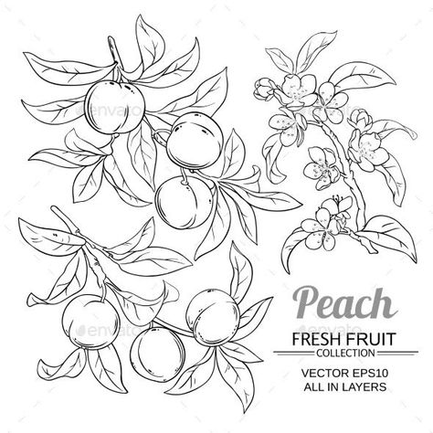 Peach Branch Tattoo, Peach Tattoo Design, Peaches Drawing, Peach Vector, Peach Sketch, Peach Branch, Tree Drawing Simple, Peach Tattoo, Branch Drawing