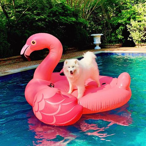 What happens when a fluff’in cute #samoyed named #LaLune meets a floating Pink Flamingo in the swimming pool? Many laughs and a lot of 📷 by @nika_nesgoda ! 😂💕Beautiful LaLune floating into Summer like a ���👑 💕 @instagram @dogsofinstagram Flamingo Swimming Pool, Cute Samoyed, Animal Doctor, Pool Floats, Pink Flamingo, Baby Dogs, Love You More Than, Pink Flamingos