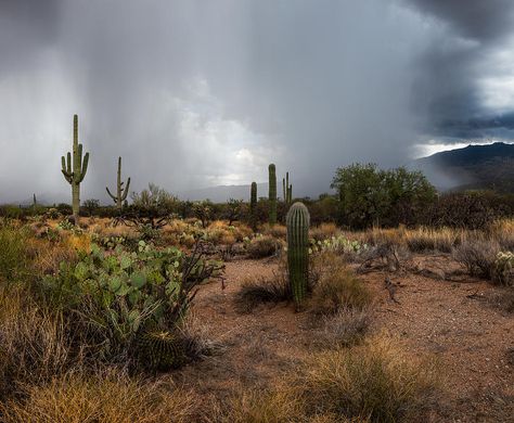 8.28.16 (Art Morgan) Jones Aesthetic, Desert Forest, Arizona Aesthetic, Desert Rain, Dark Naturalism, Desert Aesthetic, Red Desert, Desert Road, Arizona Landscape