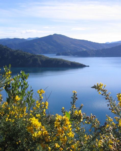 Snout Track | Marlborough, New Zealand Marlborough New Zealand, Enchanting Places, Marlborough Sounds, Picnic Spot, Queen Charlotte, Perfect Picnic, Track Car, Travel Website, Great View