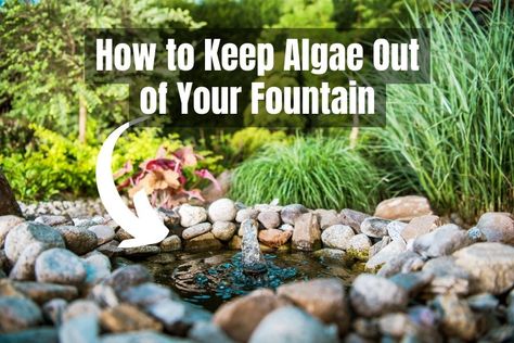 how to keep algae out of your fountain Outside Fountains, Solar Bird Bath, Bird Fountain, Rock Fountain, Bird Bath Fountain, Garden Water Feature, Solar Fountain, Diy Garden Fountains, Outdoor Fountain