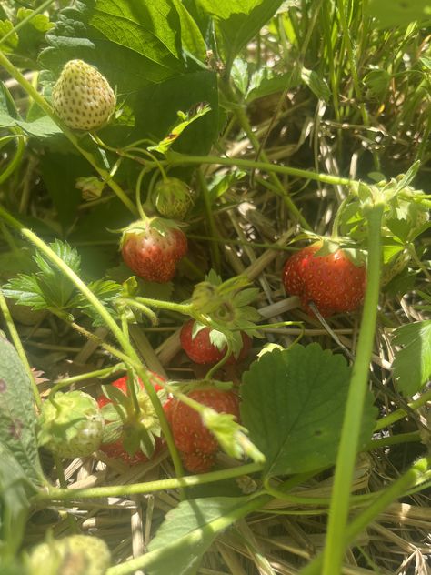 Strawberry Athestic, Strawberry Farm Aesthetic, Strawberry Field Aesthetic, Strawberry Fields Aesthetic, Berry Picking Aesthetic, Strawberry Picking Aesthetic, Strawberry Field, Strawberries Aesthetic, Strawberry Aesthetic