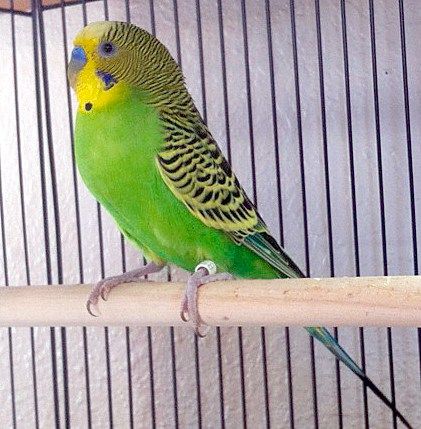 Original Australian wild type green budgerigar parakeet Parakeet Colors, Budgies Parrot, Green Parakeet, Australian Parrots, Blue Parakeet, Budgies Bird, Budgie Parakeet, Parakeets, Parrot Bird