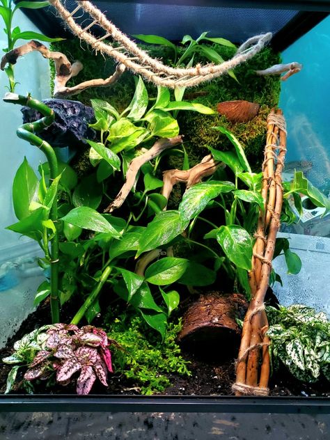 Crested Gecko Hammock, Crusted Geckos Tank, Crested Gecko Plants, Bioactive Crested Gecko Terrarium, Crested Gecko Terrarium Ideas, Crested Gecko Terrarium, Crested Gecko Enclosure, Crested Gecko Tank, Crested Gecko Vivarium