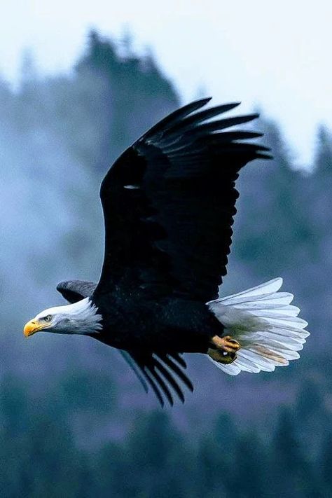 Photo Eagle Images, Bobber Custom, Eagle Wallpaper, Eagle Pictures, Eagle Wings, Eagle Art, American Bald Eagle, Born Free, Seni 3d