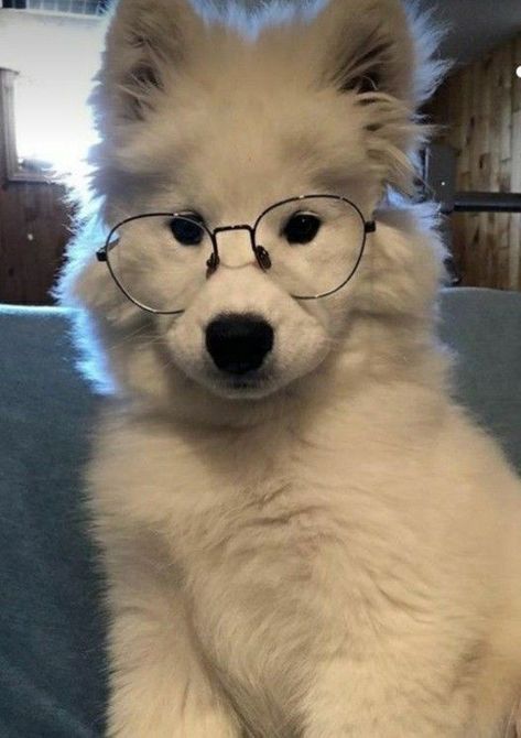 Wonderful Dog, beautiful Dog, cute Dog Cute Dog Wallpaper, Super Cute Dogs, Dog With Glasses, Cute Dogs Images, Very Cute Puppies, Samoyed Dogs, Cute Small Animals, Dog Icon, Very Cute Dogs