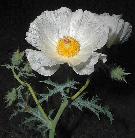 argemone albiflora - white prickly-poppy Prickly Poppy Tattoo, White Prickly Poppy, Poppy Symbolism, Prickly Poppy, Texas Plants, Southern Things, Florida Native Plants, Piercing Inspiration, Pictures Flowers