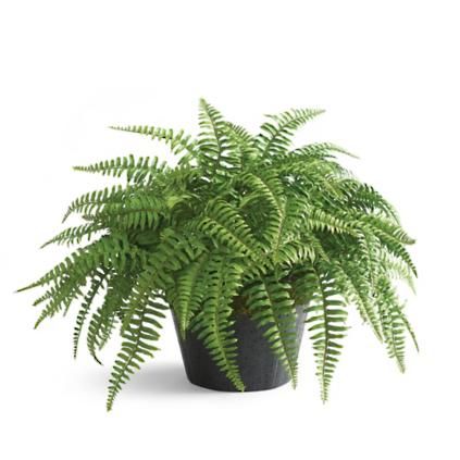 Classic Fern Urn Filler | Grandin Road New Traditional Interior Design, Old Fashioned Drink, Casual Entertaining, Twig Tree, Porch Area, Urn Planters, Art Bar, Square Planters, Grandin Road