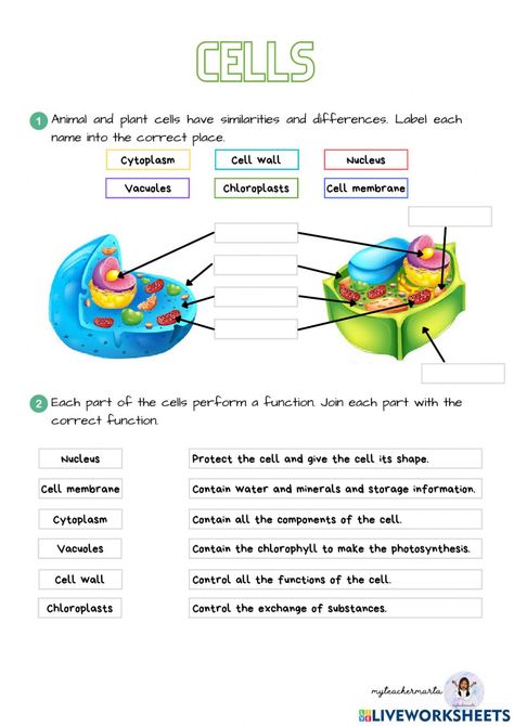 Cell Diagram, Prokaryotic Cell, Science Cells, Cells Worksheet, Plant Cells, Plant And Animal Cells, Biology Worksheet, Cellular Respiration, Animal Cell