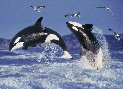 A couple beautiful of Orcas in the wild. Sea Mammal, Save The Whales, Beluga Whale, Orca Whales, 수채화 그림, Marine Mammals, Killer Whales, Ocean Creatures, Marine Animals