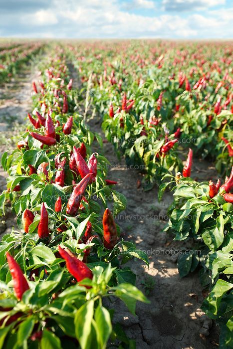 Chili Pepper Plant, Chilli Plant, Hungarian Paprika, Capsicum Annuum, Pepper Plants, Veg Garden, Pepper Seeds, Chilli Pepper, Bag Essentials