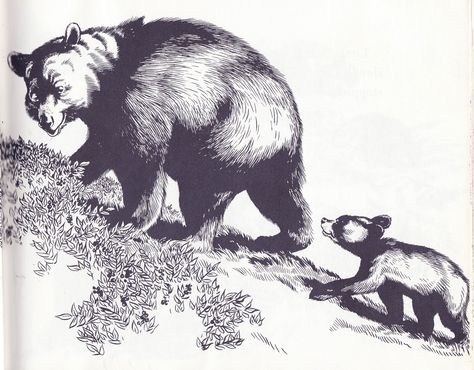 Blueberries For Sal, Nursery Book, Mother Bears, Animal Study, Picture Books Illustration, Children Books, Children's Literature, Vintage Children's Books, Children's Book Illustration