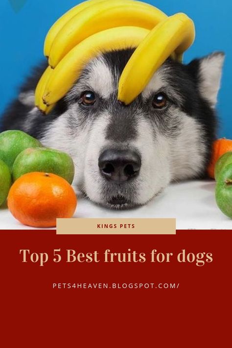 Fruit That Dogs Can Eat, Fruit For Dogs, Dog Friendly Fruits And Veggies, Fruit For Dogs Healthy, Fruits Good For Dogs, Fruit Dogs Can Eat, Can Dogs Eat Bananas, Can Dogs Eat Blueberries, Fruits For Dogs