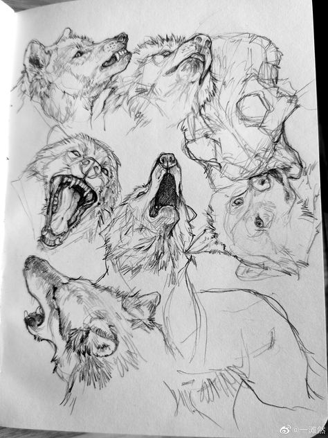 Wolf Looking Up Drawing, Wolf Drawing Reference Poses, Mad Wolf Drawing, Thylacine Drawing, Wolf Laying Down, Wolf Anatomy Drawing, Dog Drawing Sketches, Wolf Drawing Sketch, Wolf Pencil Drawing