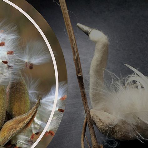 Using both wet and needle-felting techniques, learn to transform a milkweed pod and its floss into a whimsical nesting swan that will add a touch of nature to your holiday décor. Milkweed Ornaments, Milkweed Pods, Felting Techniques, Milkweed Plant, Art Studios, Needle Felting, Holiday Decor, Nature