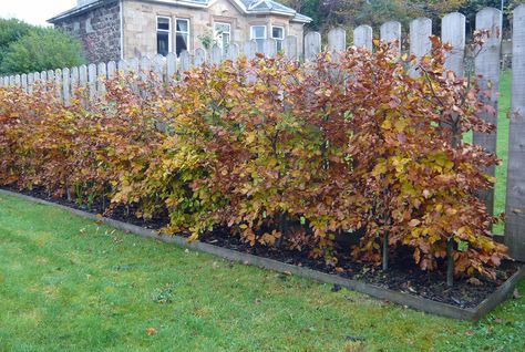 beech hedges - Google Search Narrow Hedge Plants, Hopseed Bush Hedge, Fagus Sylvatica Hedge, European Beech Tree Hedge, Beech Hedge, Hornbeam Hedge, Copper Beech, Police Station, Country Style